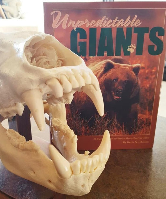 Unpredictable Giants Brown Bear Hunting book by author and guide Keith Johnson from Alaska next to a large brown bear skull with jaws open and large teeth