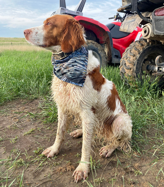 Springer Spaniel hunting dog sitting in the grass by a 4 wheeler wearing a turkey feather pattern pet bandana from River to Ridge Clothing Brand