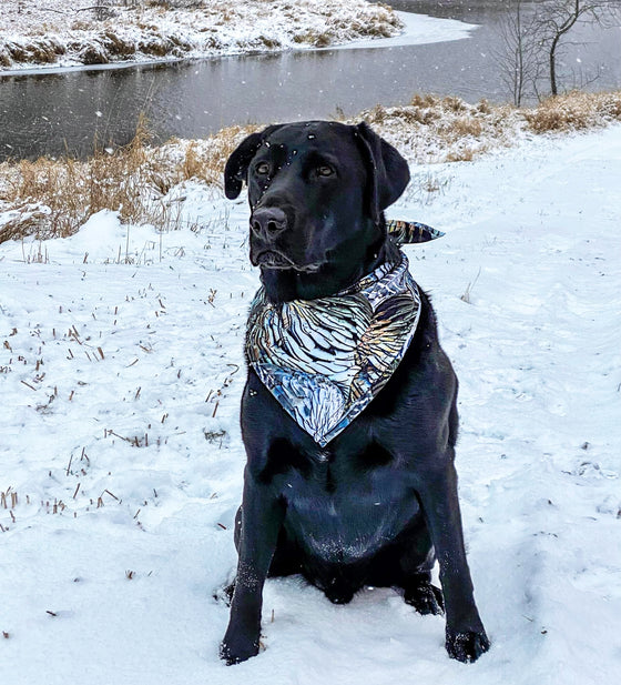 Black Lab dog wearing a turkey feather pattern pet bandana and sitting in the snow by a river