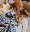 Treat Your Pet to a Turkey Feather Sherpa Blanket
