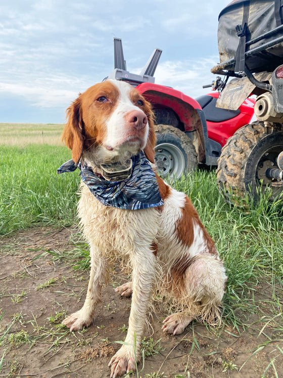 Pet Bandana: Turkey Feather Pattern