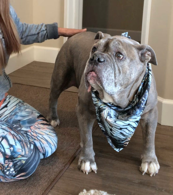 Pet Bandana: Turkey Feather Pattern