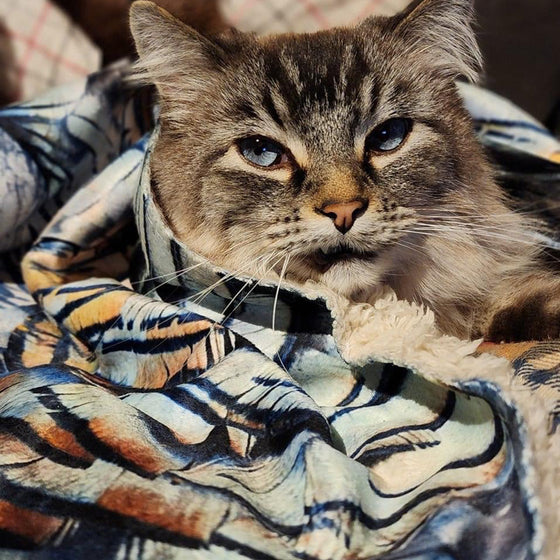 Treat Your Pet to an Ultra Soft Turkey Feather Sherpa Blanket