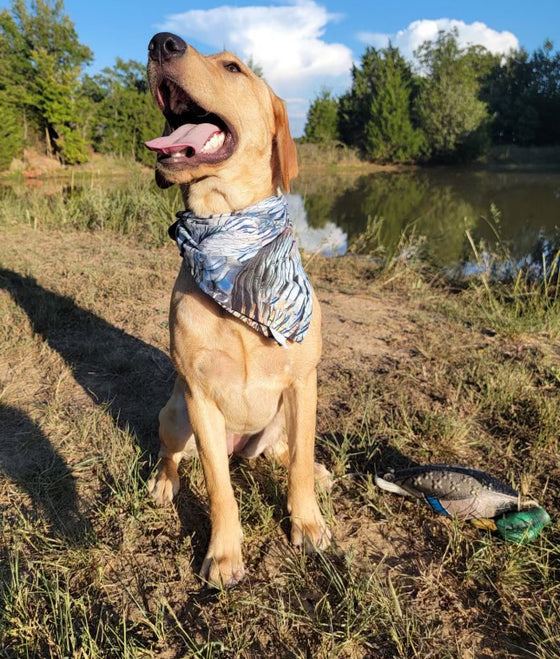 Pet Bandana: Turkey Feather Pattern